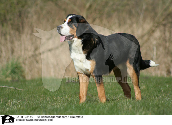 greater Swiss mountain dog / IF-02169
