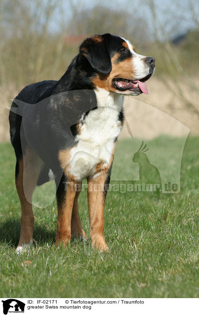Groer Schweizer Sennenhund / greater Swiss mountain dog / IF-02171