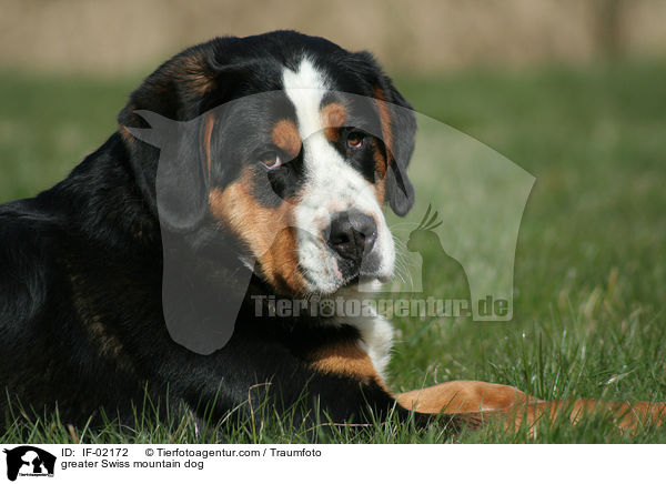 Groer Schweizer Sennenhund / greater Swiss mountain dog / IF-02172