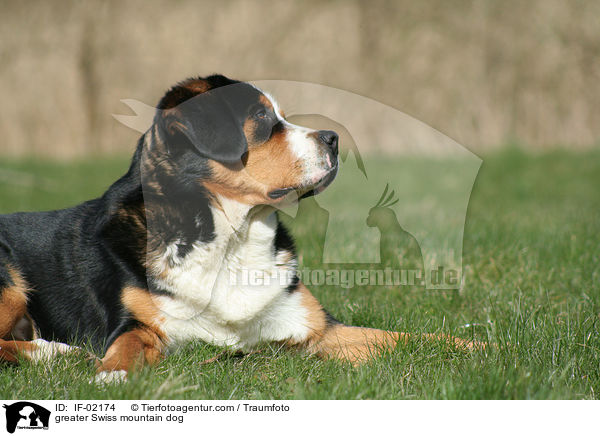 Groer Schweizer Sennenhund / greater Swiss mountain dog / IF-02174
