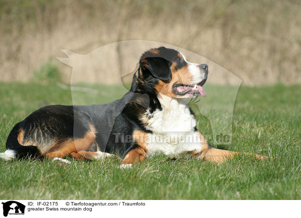 Groer Schweizer Sennenhund / greater Swiss mountain dog / IF-02175