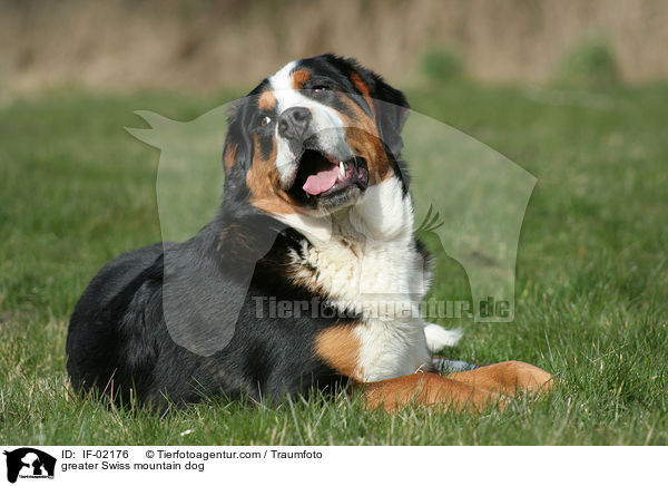 Groer Schweizer Sennenhund / greater Swiss mountain dog / IF-02176