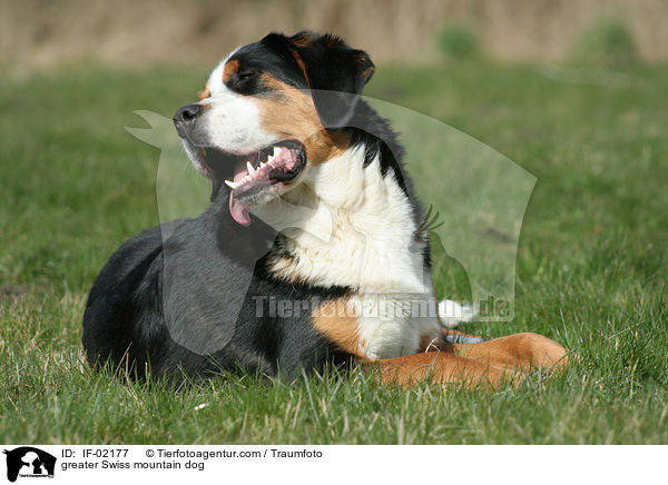 Groer Schweizer Sennenhund / greater Swiss mountain dog / IF-02177