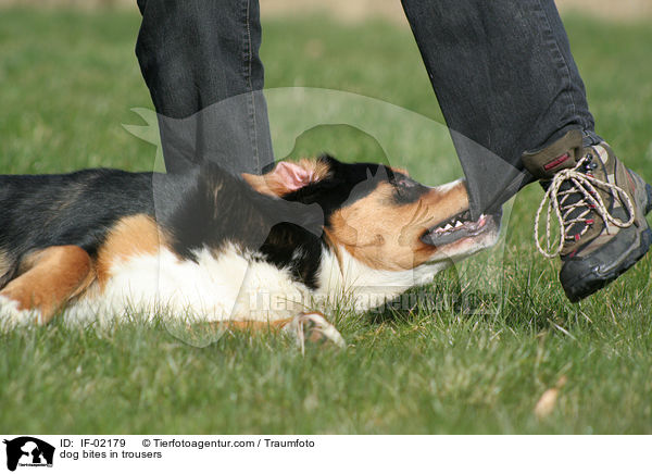 Hund beit in Hosenbein / dog bites in trousers / IF-02179