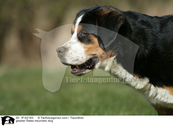 Groer Schweizer Sennenhund / greater Swiss mountain dog / IF-02183