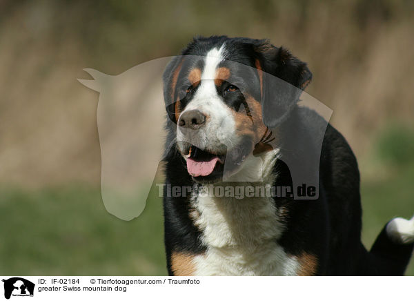 Groer Schweizer Sennenhund / greater Swiss mountain dog / IF-02184