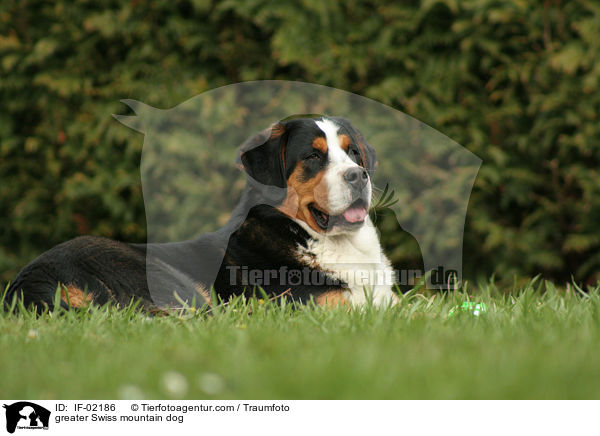 Groer Schweizer Sennenhund / greater Swiss mountain dog / IF-02186
