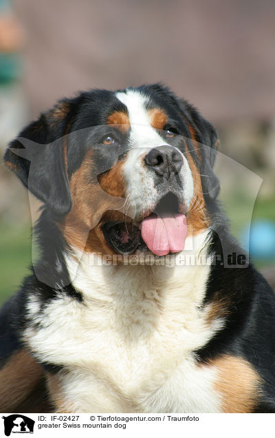 Groer Schweizer Sennenhund / greater Swiss mountain dog / IF-02427
