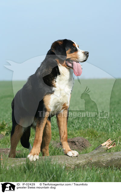 Groer Schweizer Sennenhund / greater Swiss mountain dog / IF-02429