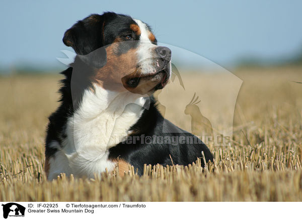 Greater Swiss Mountain Dog / IF-02925