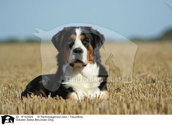 Greater Swiss Mountain Dog / IF-02926