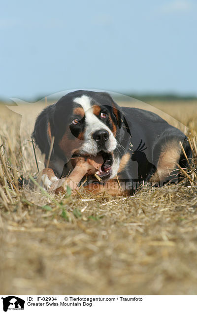 Greater Swiss Mountain Dog / IF-02934