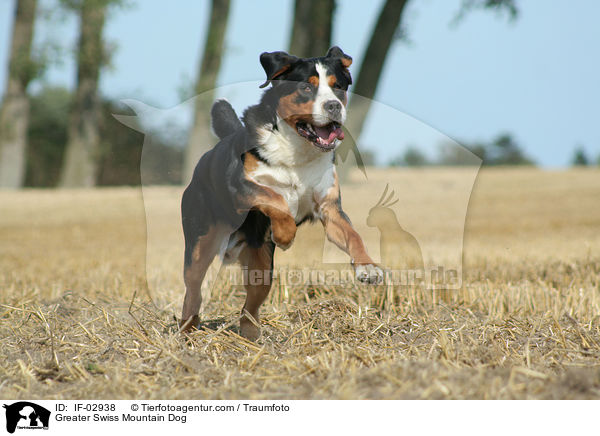 Greater Swiss Mountain Dog / IF-02938
