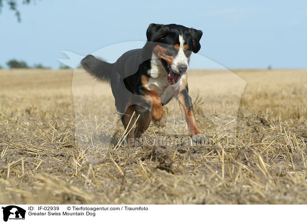 Greater Swiss Mountain Dog / IF-02939