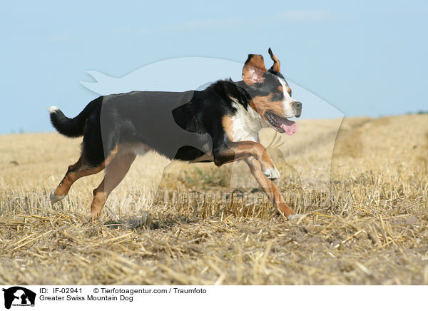 Groer Schweizer Sennenhund / Greater Swiss Mountain Dog / IF-02941