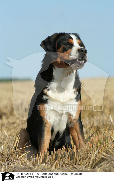Greater Swiss Mountain Dog / IF-02944
