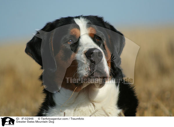 Greater Swiss Mountain Dog / IF-02946