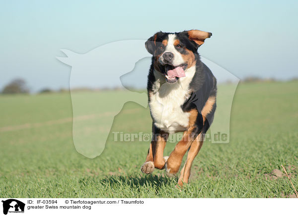 Groer Schweizer Sennenhund / greater Swiss mountain dog / IF-03594
