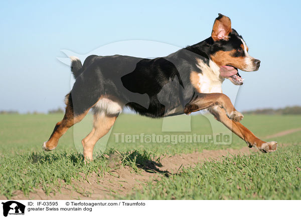 Groer Schweizer Sennenhund / greater Swiss mountain dog / IF-03595