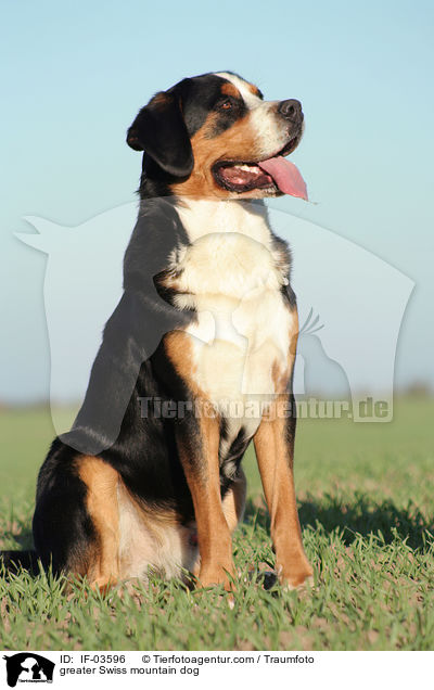 Groer Schweizer Sennenhund / greater Swiss mountain dog / IF-03596