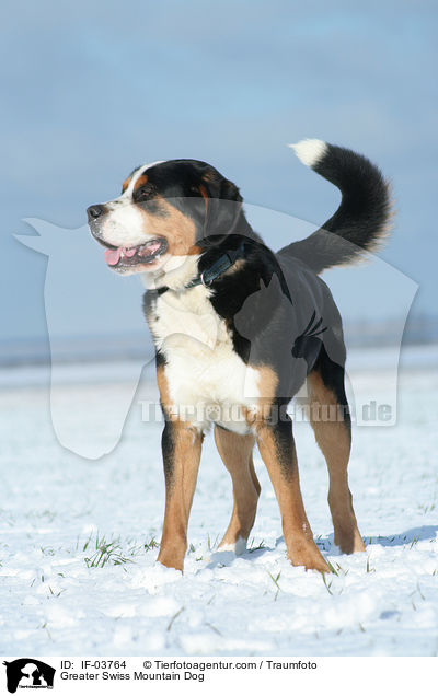 Greater Swiss Mountain Dog / IF-03764