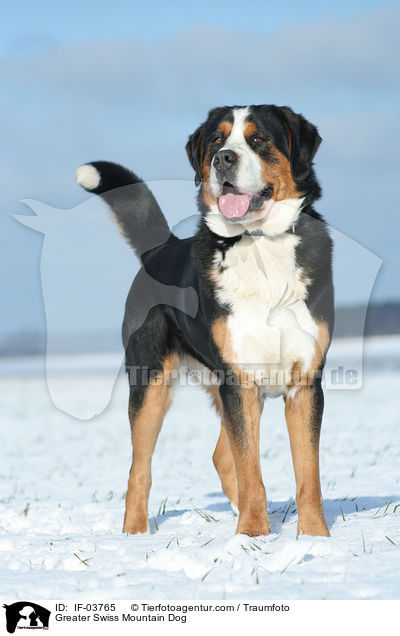 Groer Schweizer Sennenhund / Greater Swiss Mountain Dog / IF-03765