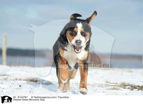 Greater Swiss Mountain Dog / IF-03767