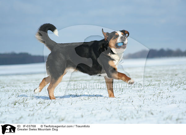 Groer Schweizer Sennenhund / Greater Swiss Mountain Dog / IF-03768
