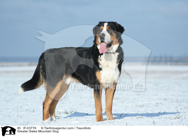 Groer Schweizer Sennenhund / Greater Swiss Mountain Dog / IF-03776