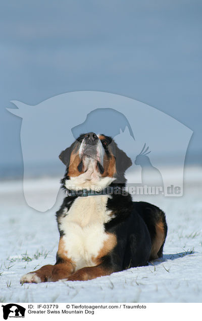 Groer Schweizer Sennenhund / Greater Swiss Mountain Dog / IF-03779
