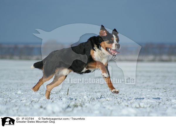 Groer Schweizer Sennenhund / Greater Swiss Mountain Dog / IF-03784