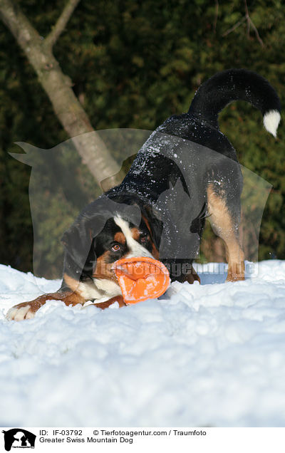 Groer Schweizer Sennenhund / Greater Swiss Mountain Dog / IF-03792