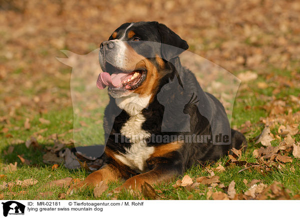 liegender Groer Schweizer Sennenhund / lying greater swiss mountain dog / MR-02181