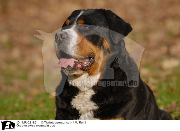 Greater swiss mountain dog / MR-02182