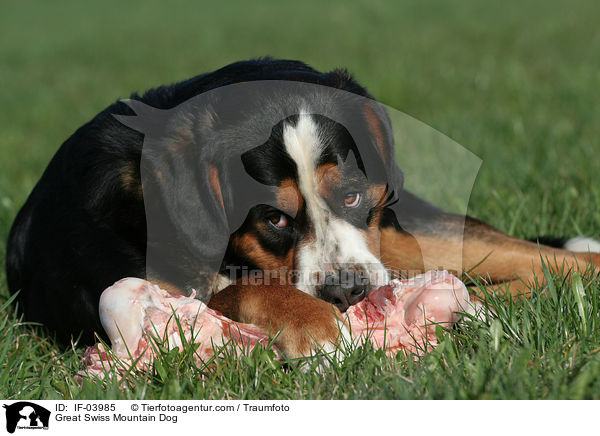 Groer Schweizer Sennenhund / Great Swiss Mountain Dog / IF-03985