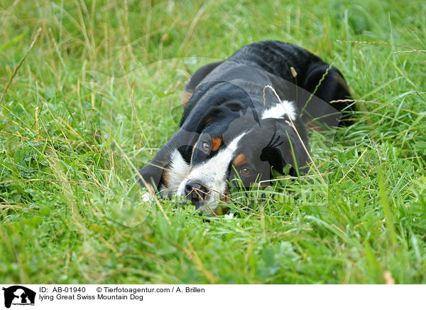 liegender Groer Schweizer Sennenhund / lying Great Swiss Mountain Dog / AB-01940