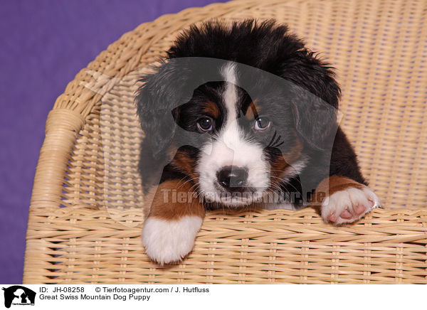 Groer Schweizer Sennenhund Welpe / Great Swiss Mountain Dog Puppy / JH-08258