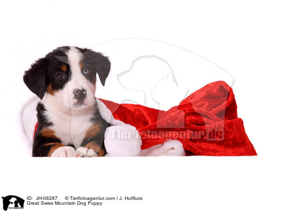 Groer Schweizer Sennenhund Welpe / Great Swiss Mountain Dog Puppy / JH-08287