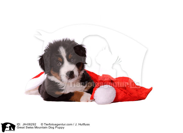 Groer Schweizer Sennenhund Welpe / Great Swiss Mountain Dog Puppy / JH-08292