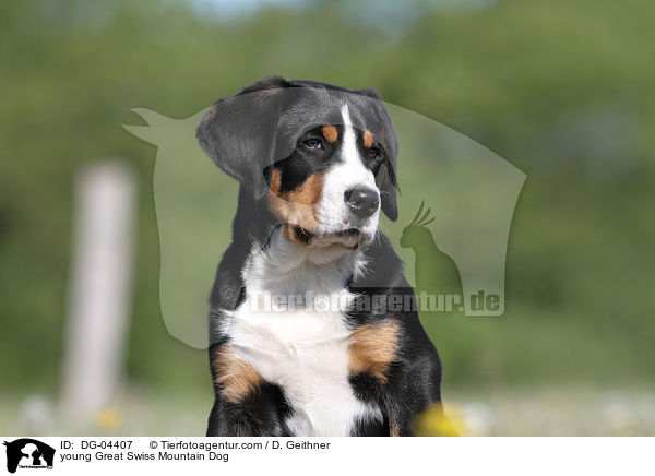 junger Groer Schweizer Sennenhund / young Great Swiss Mountain Dog / DG-04407
