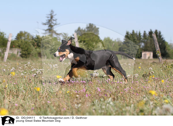 junger Groer Schweizer Sennenhund / young Great Swiss Mountain Dog / DG-04411