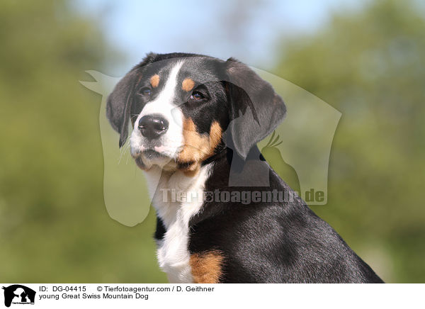 junger Groer Schweizer Sennenhund / young Great Swiss Mountain Dog / DG-04415