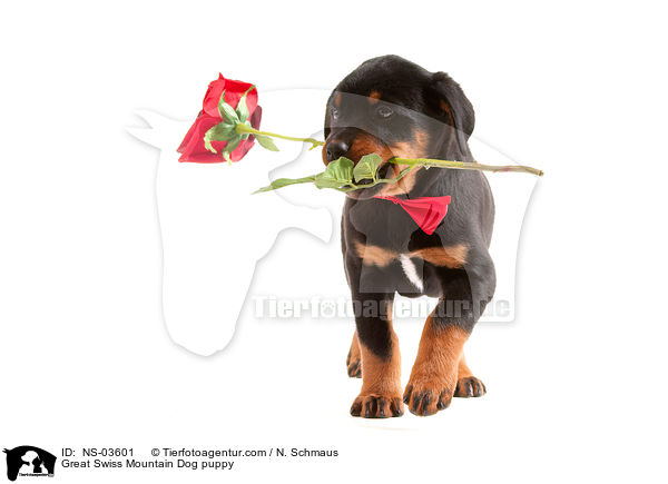 Groer Schweizer Sennenhund Welpe / Great Swiss Mountain Dog puppy / NS-03601