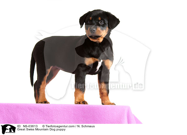 Great Swiss Mountain Dog puppy / NS-03613