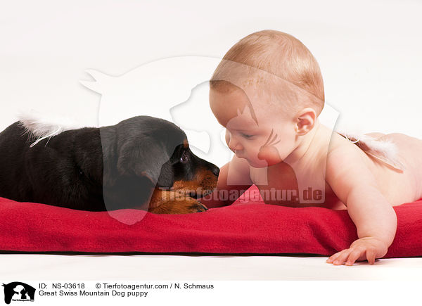 Groer Schweizer Sennenhund Welpe / Great Swiss Mountain Dog puppy / NS-03618