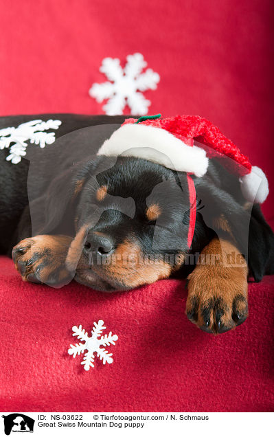 Groer Schweizer Sennenhund Welpe / Great Swiss Mountain Dog puppy / NS-03622