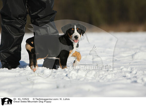 Groer Schweizer Sennenhund Welpe / Great Swiss Mountain Dog Puppy / KL-10522