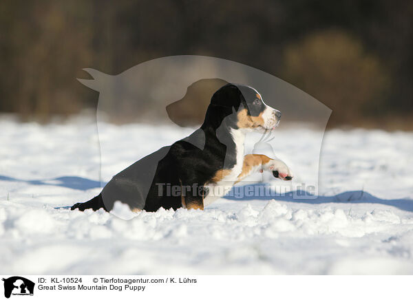Groer Schweizer Sennenhund Welpe / Great Swiss Mountain Dog Puppy / KL-10524