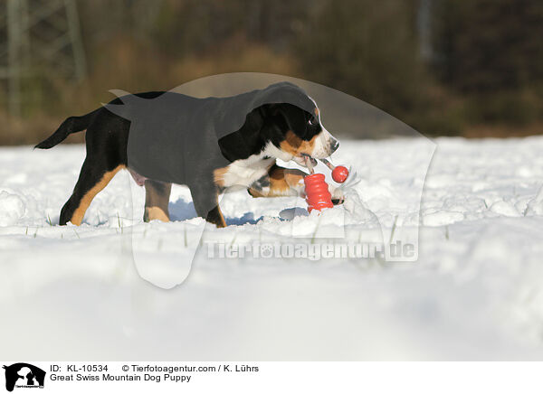 Groer Schweizer Sennenhund Welpe / Great Swiss Mountain Dog Puppy / KL-10534
