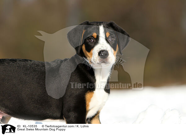 Groer Schweizer Sennenhund Welpe / Great Swiss Mountain Dog Puppy / KL-10535
